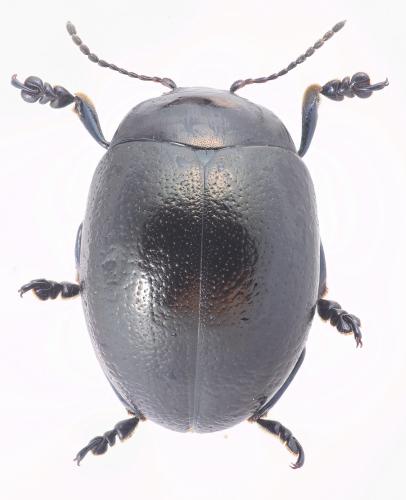 Chrysolina vernalis